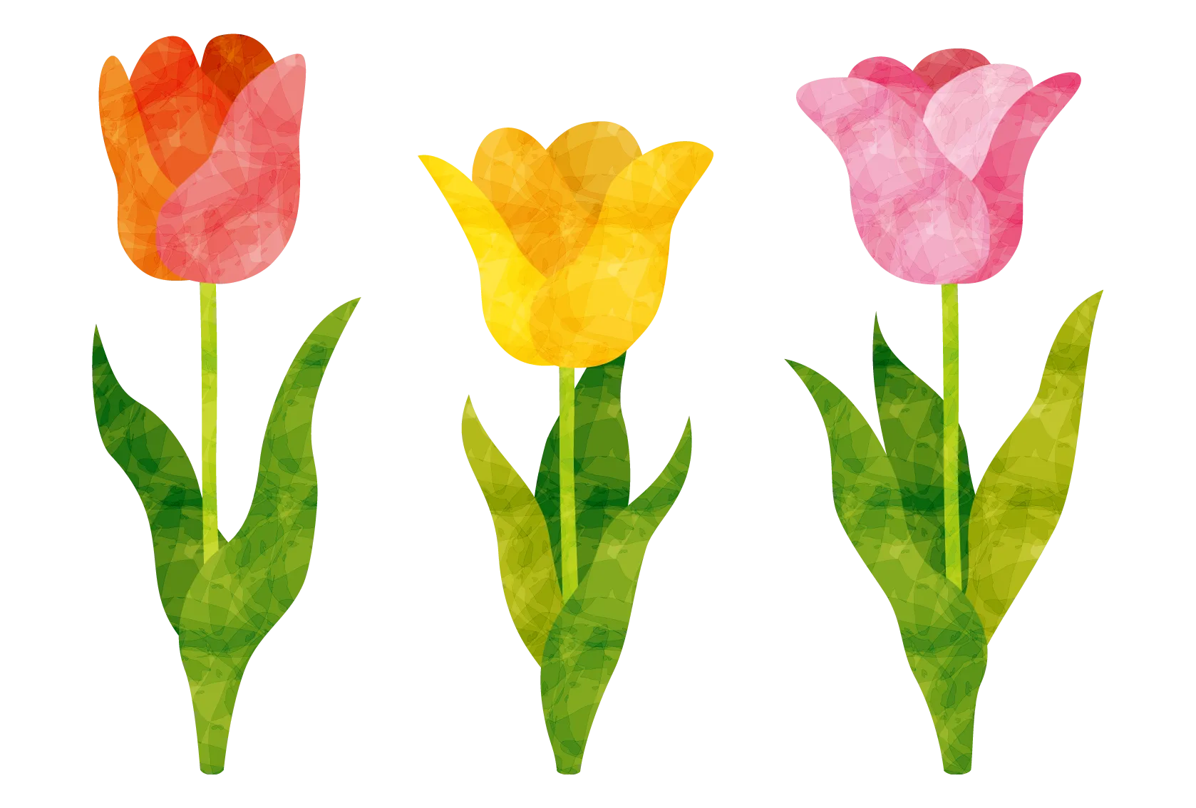 チューリップの画像